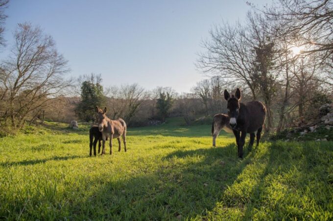 Alberobello E-Bike Tour, Trulli, Mill and Donkey Farm - Grain-to-Flour Process