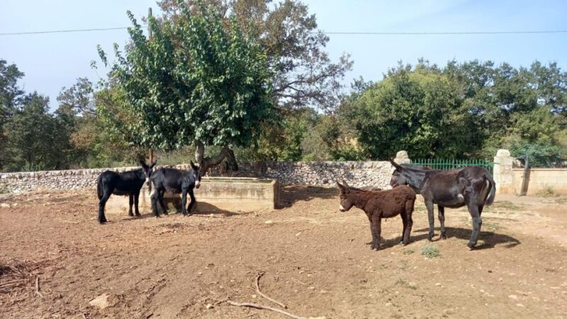 Alberobello E-Bike Tour With Visit to a Donkey Farm - Customer Reviews