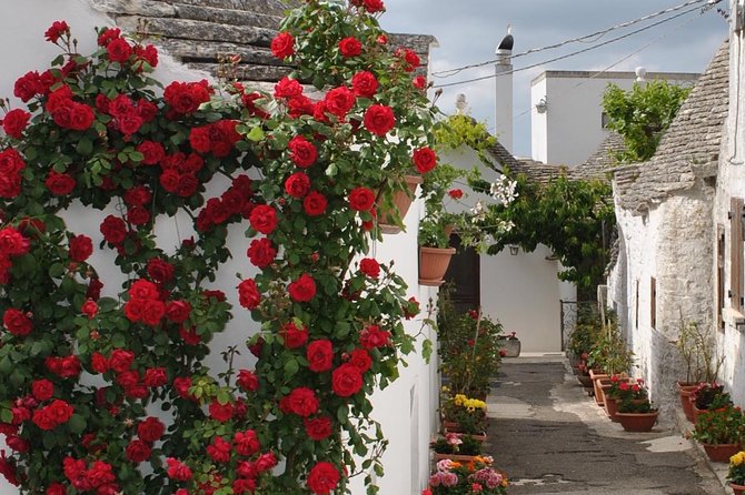 Alberobello Half- Day Tour With Extravergine Olive Oil and Liquores Tasting. - Cancellation Policy