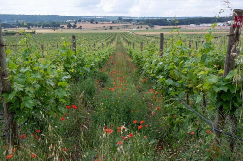 Alberobello: Winery Tour With Wine and Food Tasting - Customer Ratings and Reviews