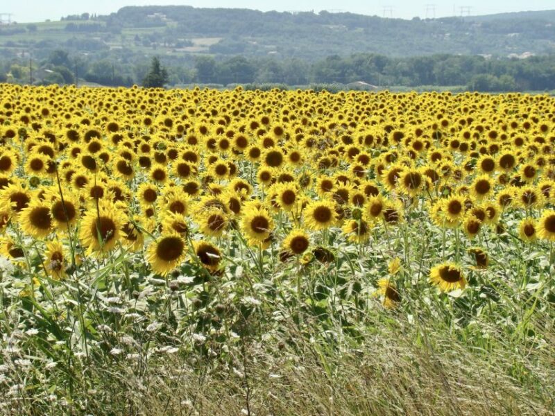 Albi, Cordes-Sur-Ciel & Gaillac: Day Trip From Toulouse - Optional Stop in Gaillac