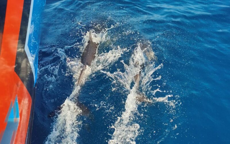 Albufeira: 2.5-Hour Dolphin Watching and Caves Trip - Itinerary and Highlights