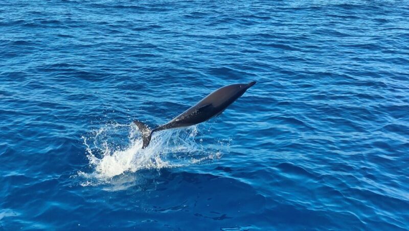 Albufeira: 2.5-Hour Dolphin Watching and Caves Trip - Customer Feedback