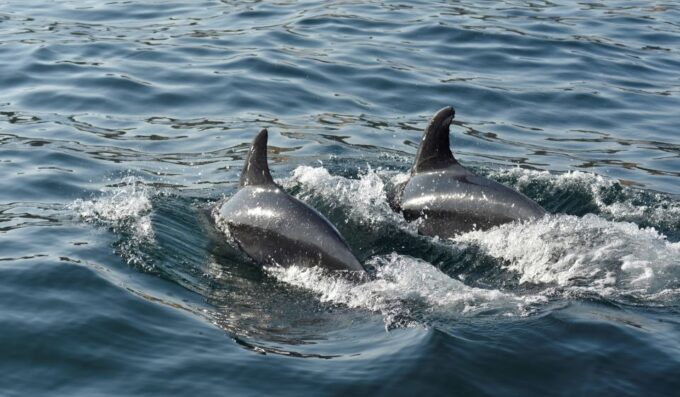 Albufeira: 2.5-Hour Dolphin Watching and Caves Trip - Exploring the Caves