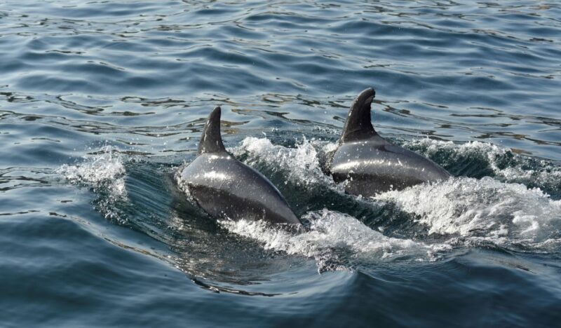 Albufeira: 2.5-Hour Dolphin Watching and Caves Trip - Meeting Information
