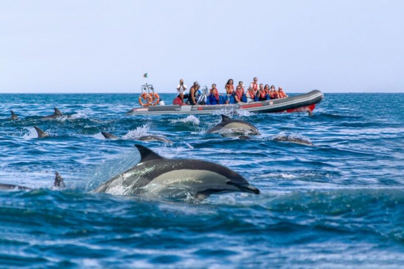 Albufeira: 2.5-Hour Private Dolphin & Benagil Caves Tour - Pricing and Booking