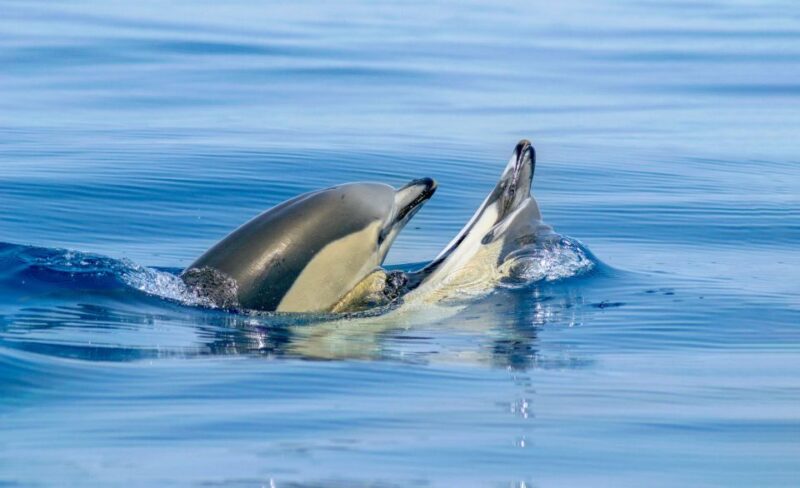 Albufeira: 2.5-Hour Private Dolphin & Benagil Caves Tour - Participant Restrictions