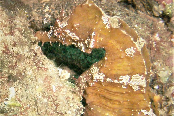 Albufeira 2 Reef Dives (QUALIFIED DIVERS) - Inclusions & Additional Costs