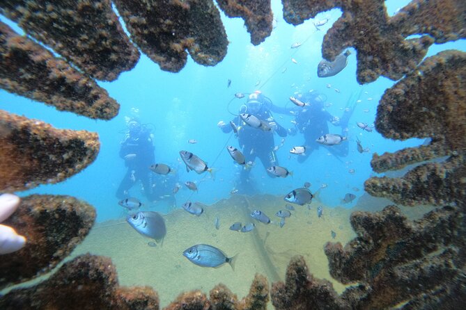 Albufeira 2 Reef Dives (QUALIFIED DIVERS) - Cancellation & Booking Information