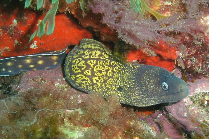 Albufeira 2 Reef Dives (QUALIFIED DIVERS) - Recommended Gear