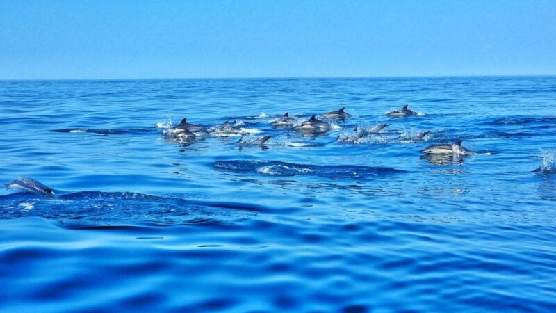 Albufeira: Benagil Cave and Dolphin Sightseeing Boat Cruise - Important Requirements