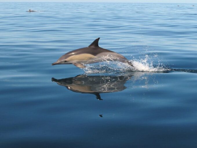 Albufeira: Benagil Cave and Dolphin Sightseeing Boat Cruise - Frequently Asked Questions