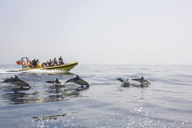 Albufeira: Benagil Caves & Dolphin Watching Speed Boat Tour - Key Points