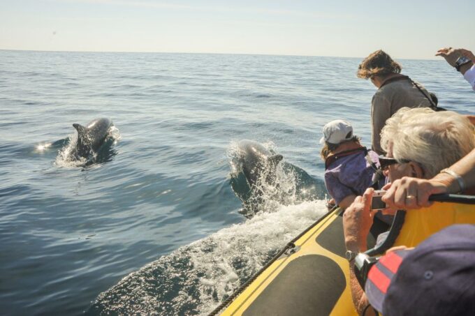 Albufeira: Benagil Caves & Dolphin Watching Speed Boat Tour - Dolphin Watching Experience