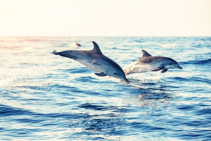 Albufeira: Benagil Caves & Dolphin Watching Speed Boat Tour - Scenic Coastal Views