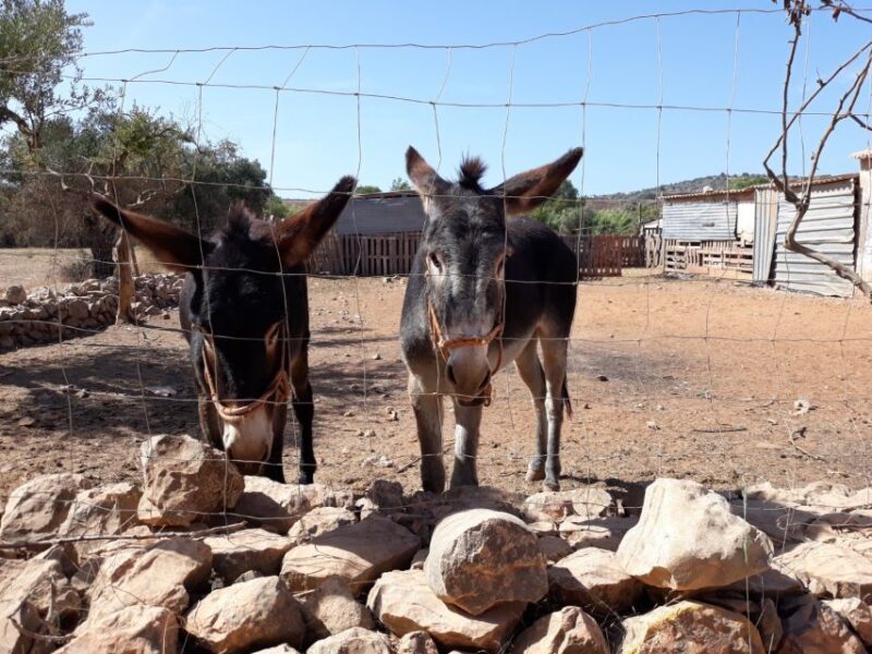 Albufeira Countryside Tuk Tuk Tour - Experience Highlights