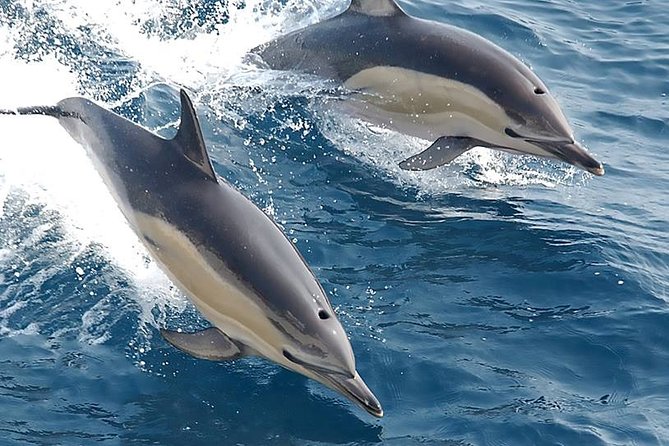 Albufeira: Dolphins and Caves Private Tour - Accessibility and Suitability