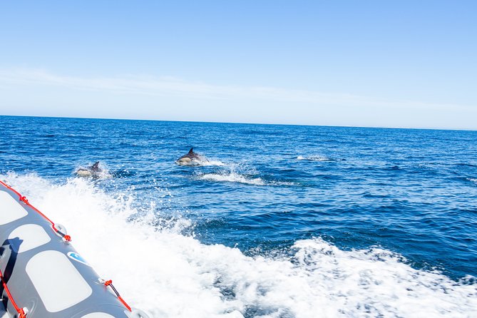 Albufeira: Dolphins and Caves Private Tour - Pricing and Cancellation