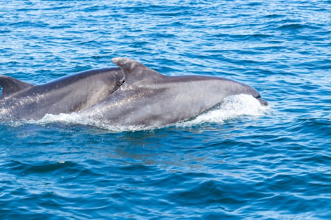Albufeira: Dolphins and Caves Private Tour - Exploring Natural Beauty