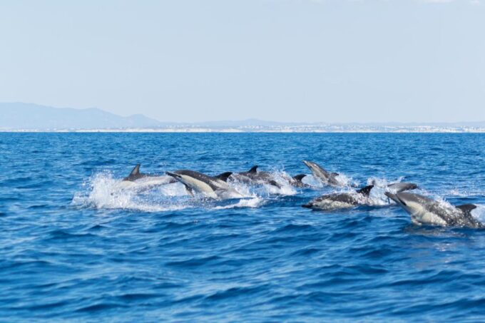 Albufeira: Dolphins, Benagil Caves and Coastline Boat Tour - Frequently Asked Questions