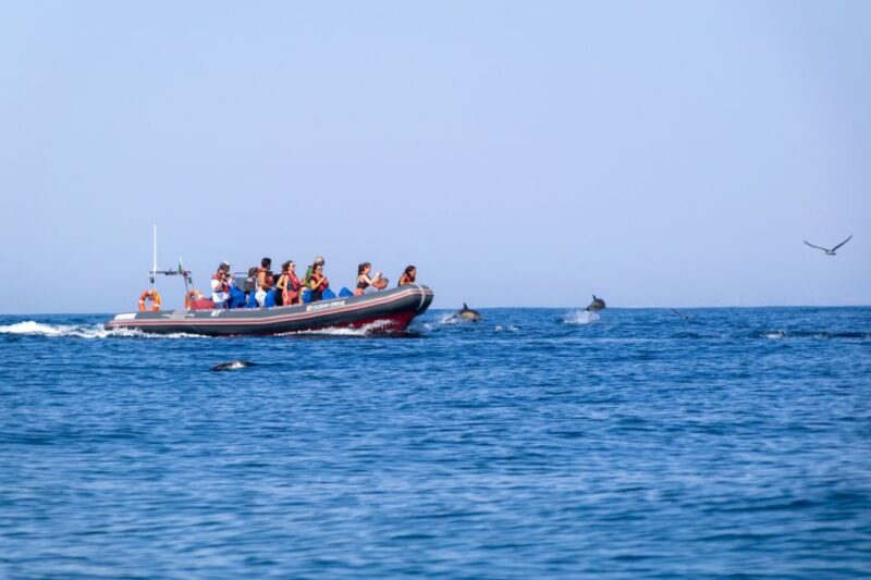 Albufeira: Dolphins, Benagil Caves and Coastline Boat Tour - Key Points