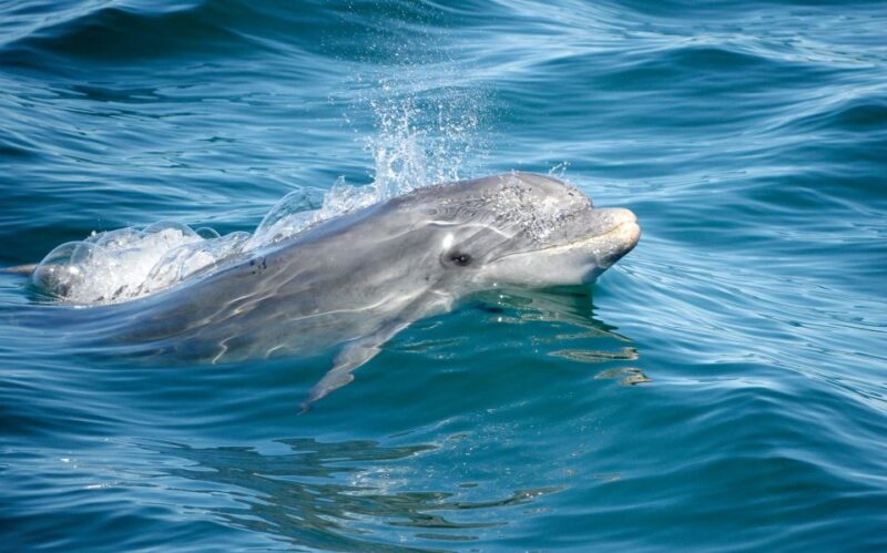 Albufeira: Dolphins, Benagil Caves and Coastline Boat Tour - Highlights of the Experience