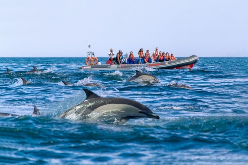Albufeira: Dolphins, Benagil Caves and Coastline Boat Tour - Inclusions and Restrictions