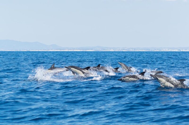 Albufeira: Dolphins, Benagil Caves and Coastline Boat Tour - Customer Ratings and Feedback