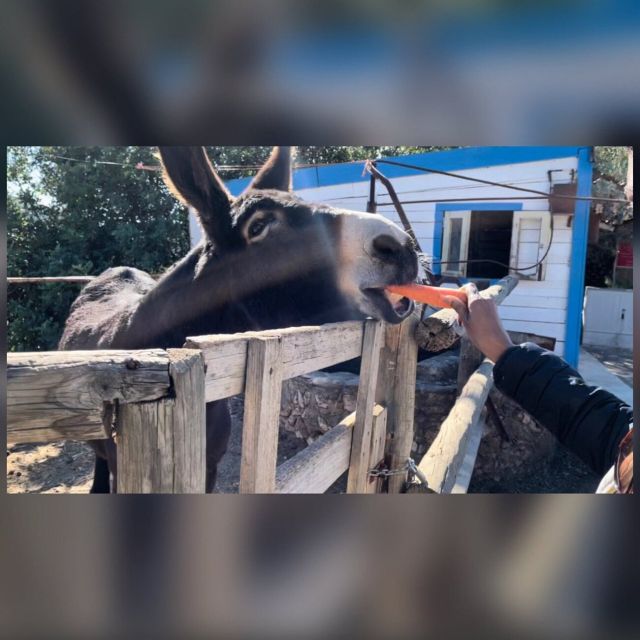 Albufeira Flashback Safari Exploring Villages and Castle - Itinerary Details