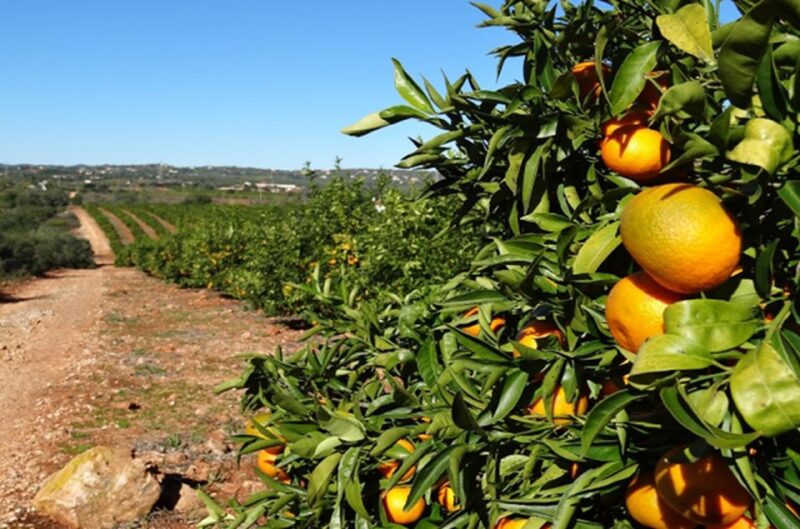 Albufeira: Full Day Safari Excursion in Algarve Mountains - Key Points