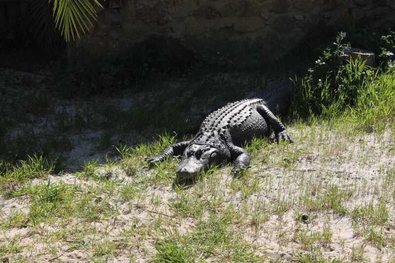 Albufeira: Half-Day Jeep Safari With Zoo - Customer Feedback