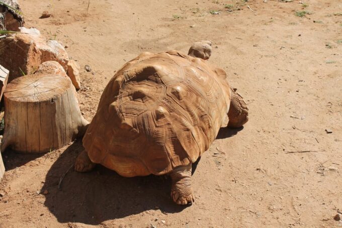 Albufeira: Half-Day Jeep Safari With Zoo - Activities and Attractions