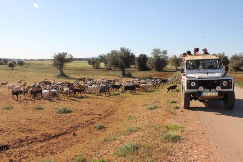 Albufeira: Jeep Safari Half-Day Countryside Tour - Key Points