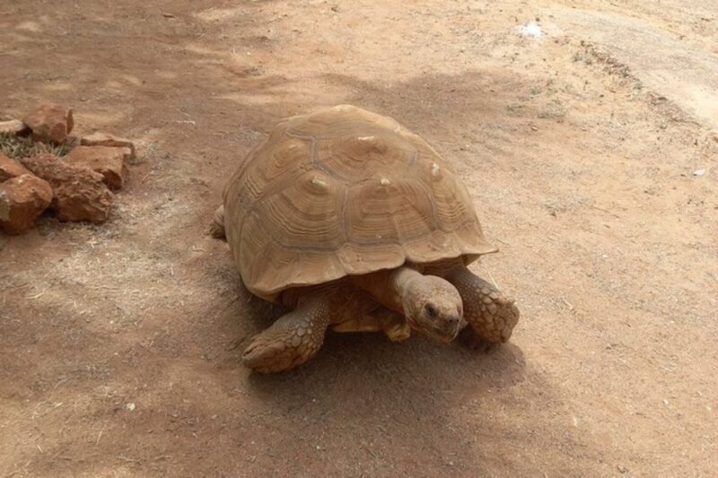 Albufeira Safari Tour With Entrance in Krazy World - Transportation and Group Size