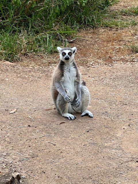 Albufeira Safari Tour With Entrance in Krazy World - Included in the Tour