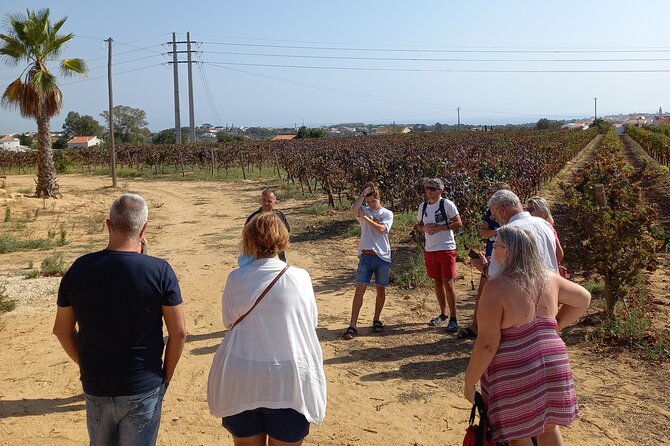 Albufeira Tour: Winery Wine and Tapas Boards - Inclusions and Highlights