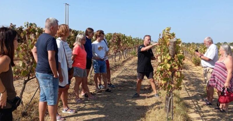 Albufeira: Winery Tour With Wine Tasting and Tapas - Key Points
