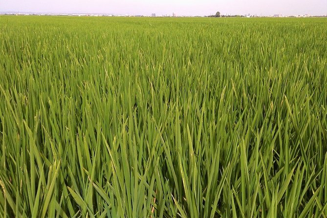 Albufera: Lake, Paella and Birdwatching - Highlights of the Tour Experience