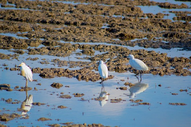 Albufera Natural Park Tour With Boat Ride From Valencia - Suitability for Travelers