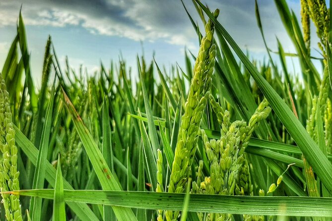 Albufera Natural Park Tour With Boat Ride From Valencia - Boat Trip Experience