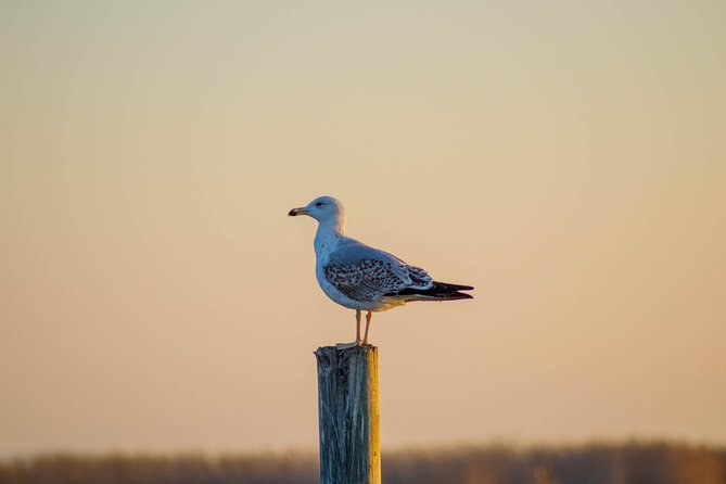Albufera Natural Park Tour With Boat Ride From Valencia - Cancellation and Refund Policy