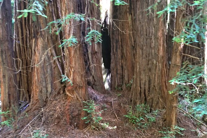 Alcatraz With Muir Woods and Sausalito Tour - Frequently Asked Questions
