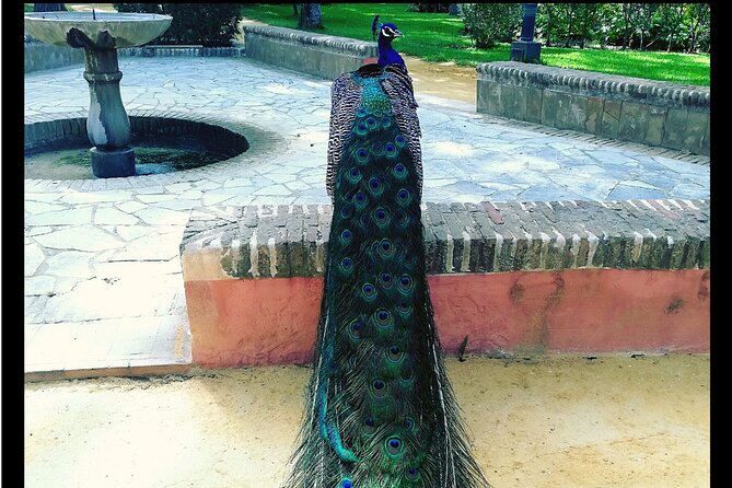 Alcazar and Cathedral of Seville Private Tour - Inclusions and Meeting Points