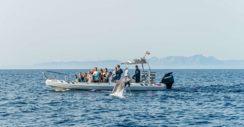 Alcudia/Can Picafort: Dolphin-Watching Cruise in Small Group - Key Points