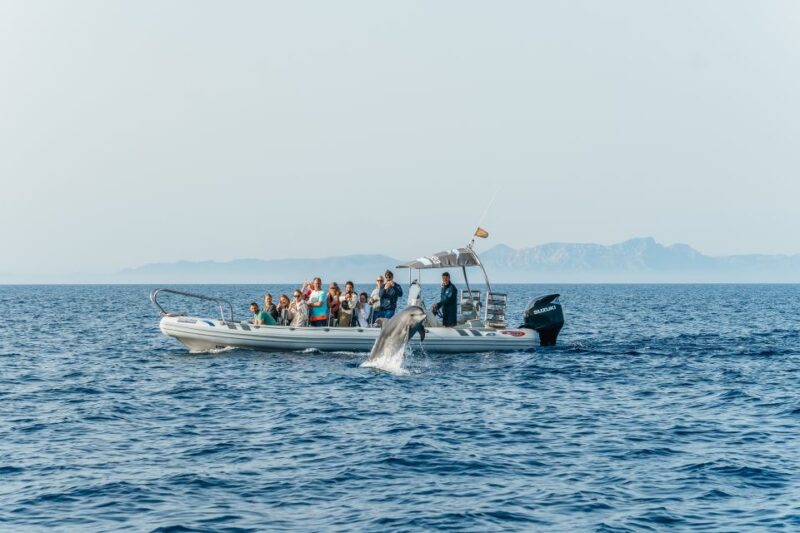 Alcudia/Can Picafort: Dolphin-Watching Cruise in Small Group - Exploring Cabo Formentors Majestic Cliffs