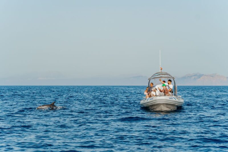 Alcudia/Can Picafort: Dolphin-Watching Cruise in Small Group - Witnessing Dolphin Encounters