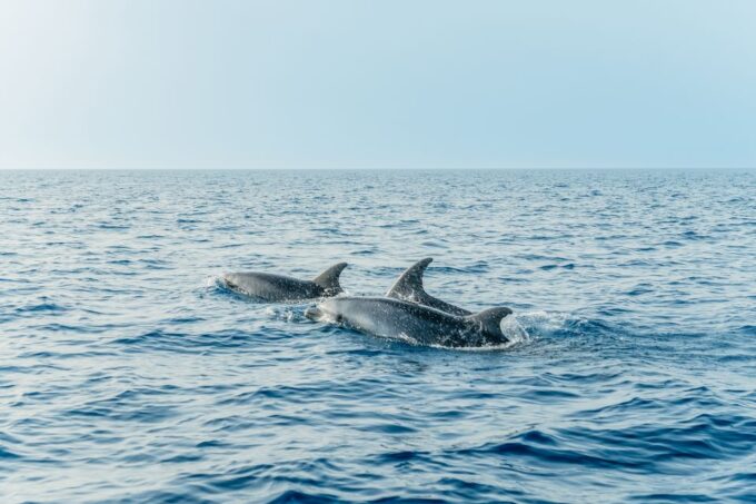 Alcudia/Can Picafort: Dolphin-Watching Cruise in Small Group - Inclusions and Amenities