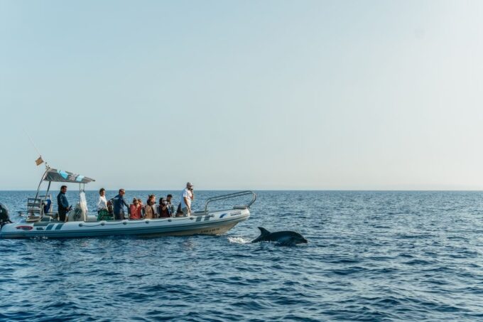 Alcudia/Can Picafort: Dolphin-Watching Cruise in Small Group - Frequently Asked Questions