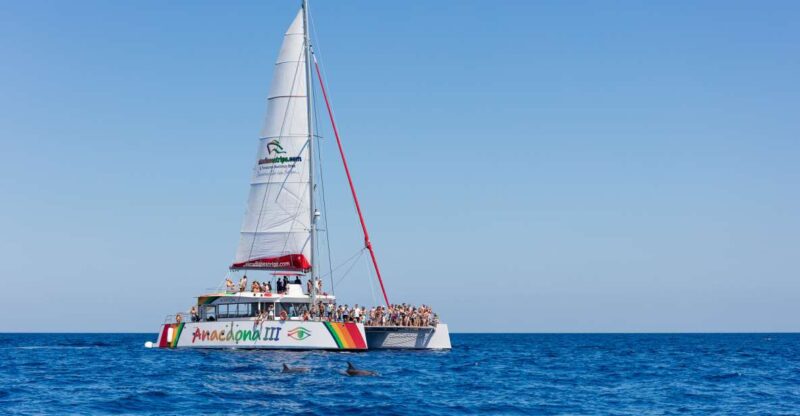 Alcudia: Sunset Catamaran Tour With Dinner and Snorkeling - Buffet Dinner and Drinks