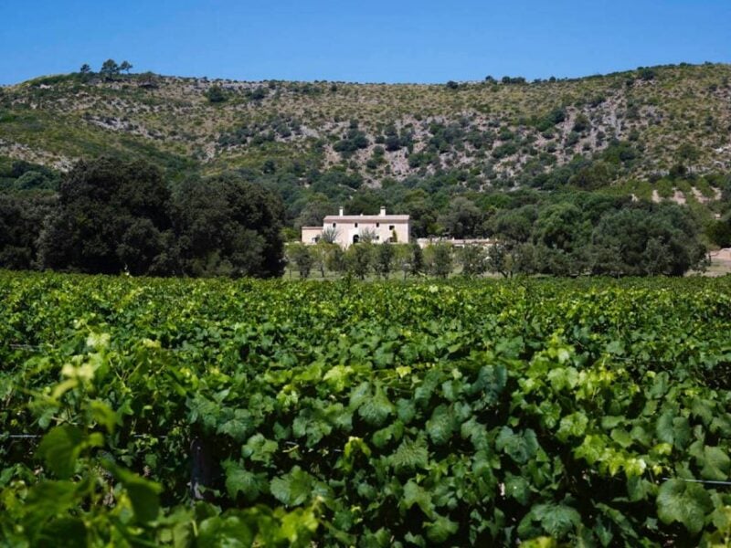 Alcudia: Vineyard Tour & Exclusive Wine Tasting Experience - Important Details